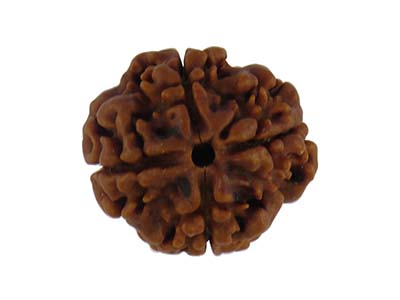 4 MUKHI RUDRAKSHA   WITHOUT CAP-PAUDJWKPJS1915170