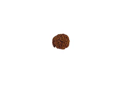 GANESH RUDRAKSHA  WITHOUT CAP-PAUDJWKPJS2015217